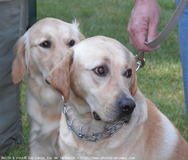 Photo de Golden retriever