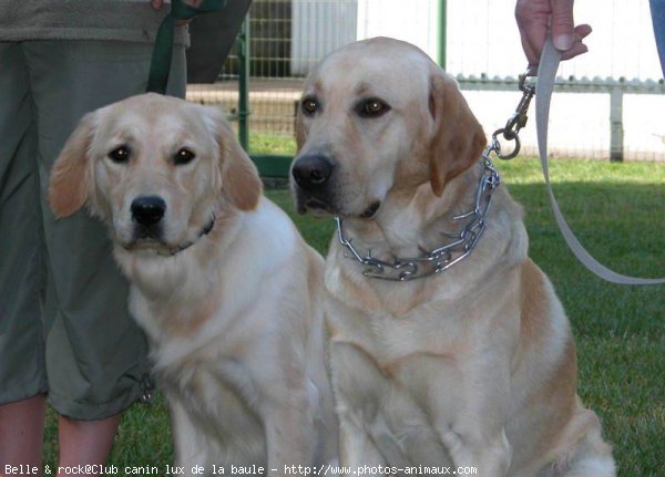 Photo de Golden retriever