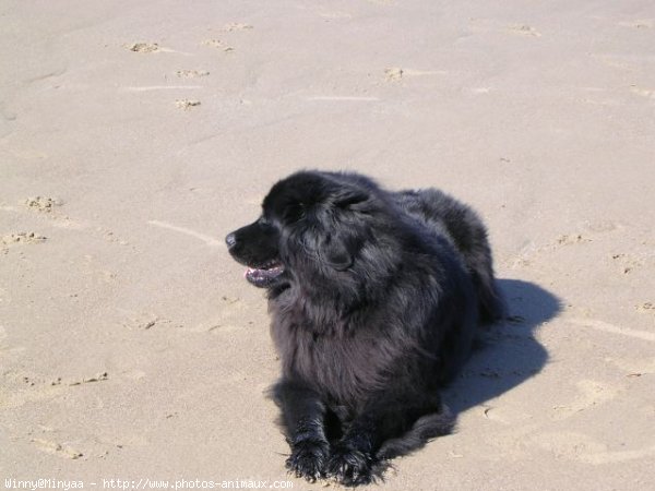 Photo de Chien de terre-neuve