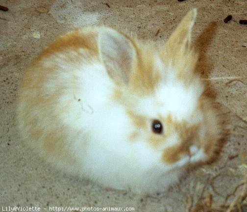 Photo de Lapin