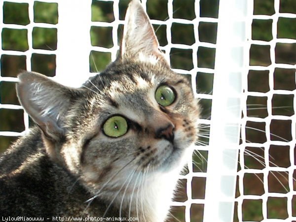 Photo de Chat domestique