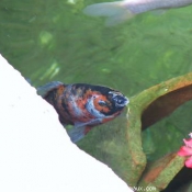 Photo de Poissons rouges