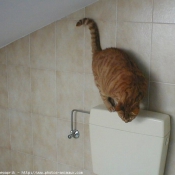 Photo de Chat domestique