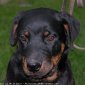 Photo de Rottweiler