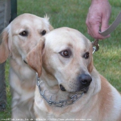 Photo de Golden retriever