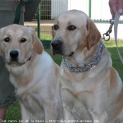 Photo de Golden retriever