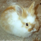 Photo de Lapin