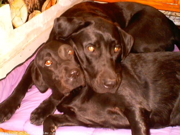 Photo de Labrador retriever