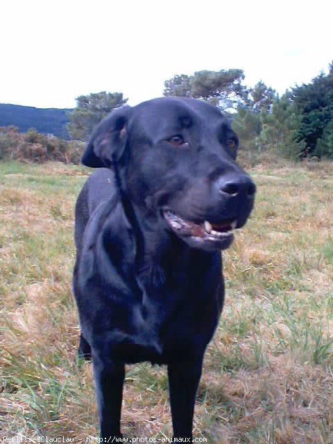 Photo de Labrador retriever