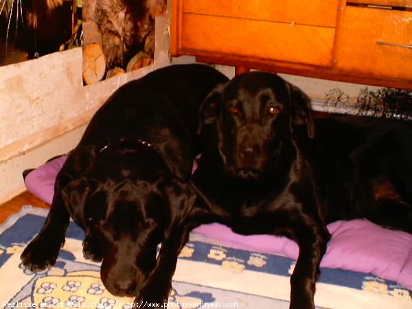 Photo de Labrador retriever