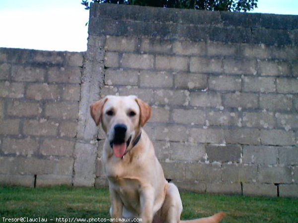 Photo de Labrador retriever