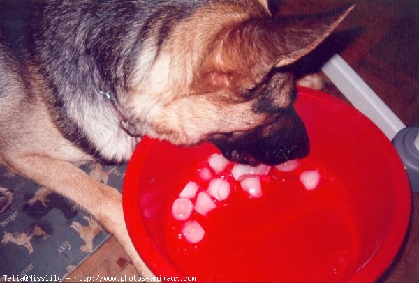 Photo de Berger allemand  poil court