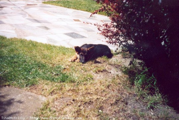 Photo de Berger allemand  poil court