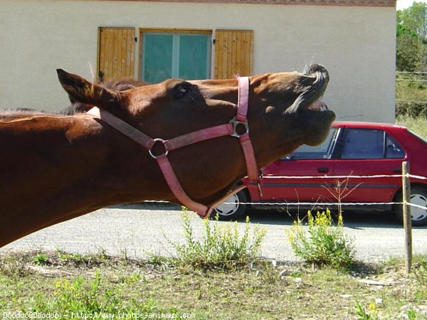 Photo de Trotteur franais