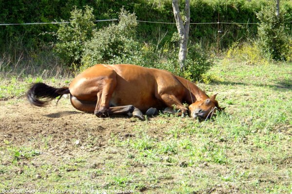 Photo de Trotteur franais