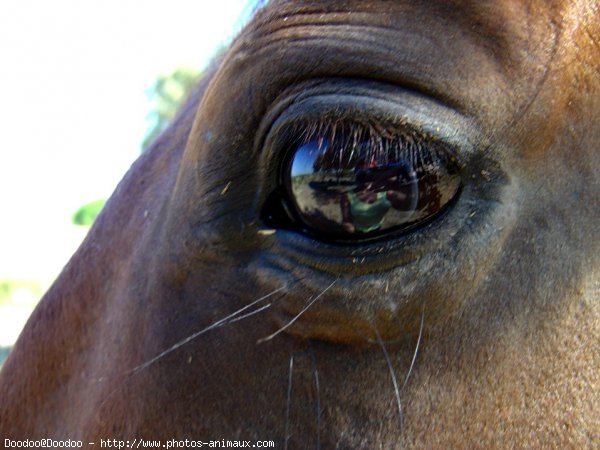 Photo de Trotteur franais