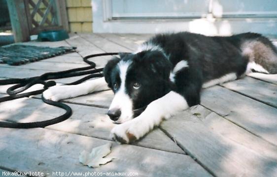 Photo de Border collie