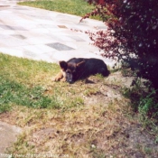 Photo de Berger allemand  poil court