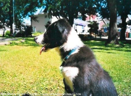 Photo de Border collie