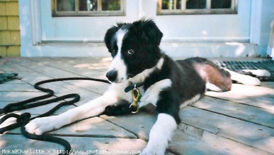 Photo de Border collie