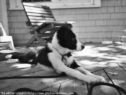 Photo de Border collie