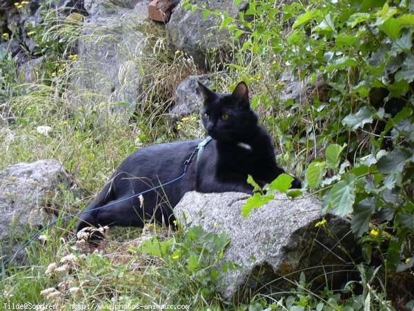 Photo de Chat domestique