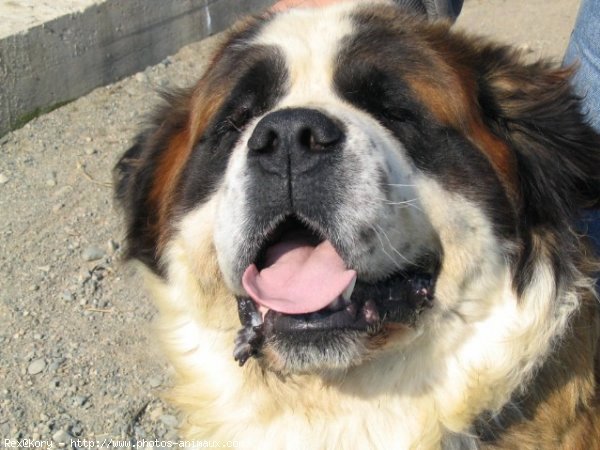 Photo de Saint-bernard poil long