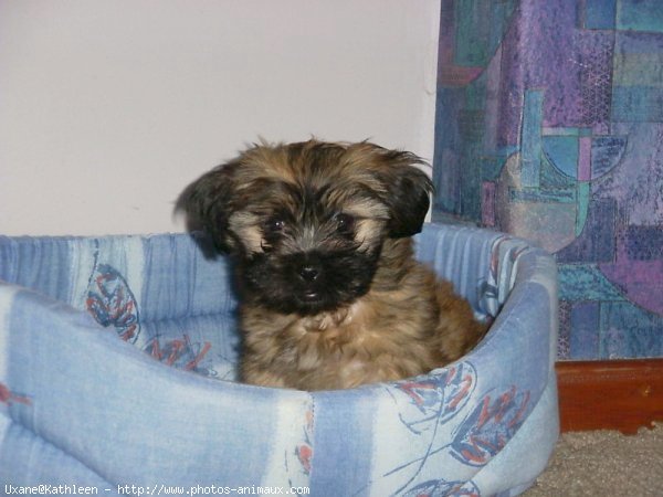 Photo de Shih tzu