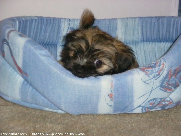 Photo de Shih tzu