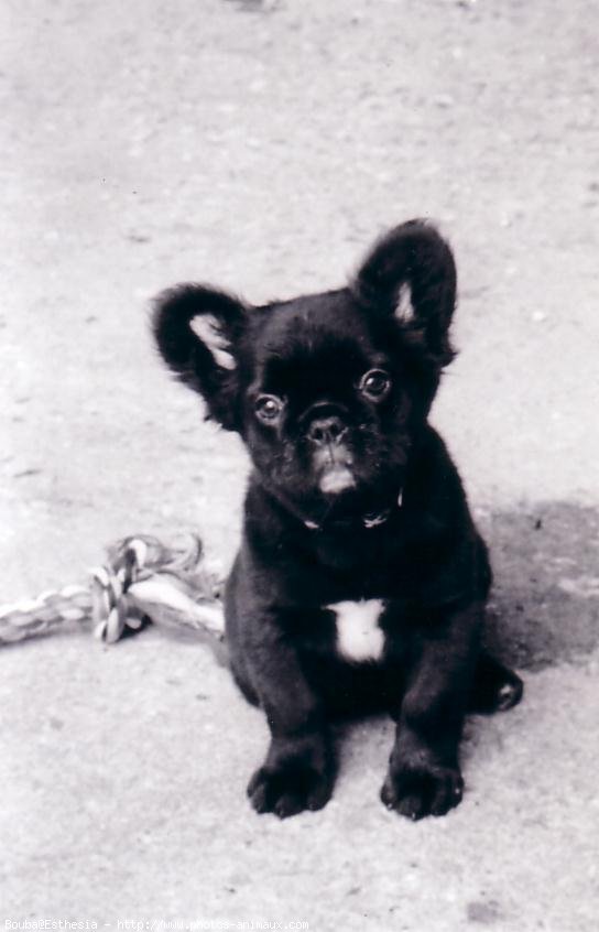 Photo de Bouledogue franais