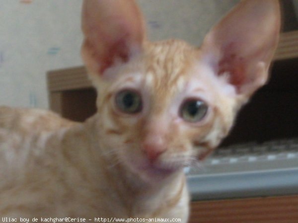 Photo de Cornish rex