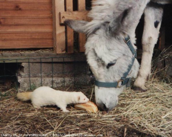 Photo de Races diffrentes