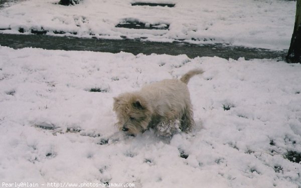 Photo de West highland white terrier