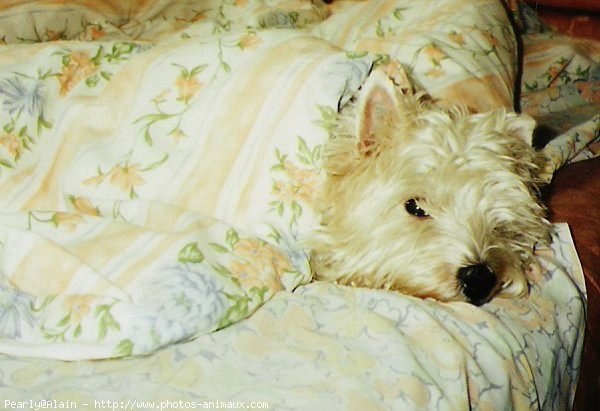 Photo de West highland white terrier