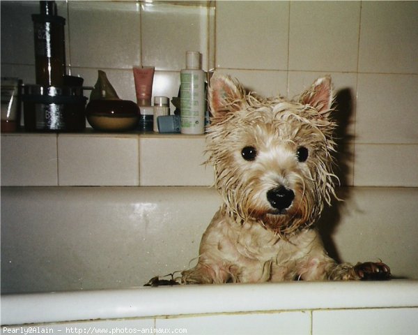 Photo de West highland white terrier