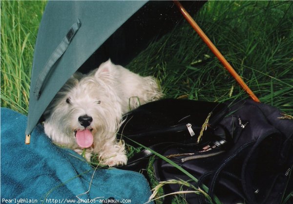 Photo de West highland white terrier