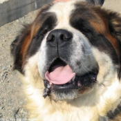 Photo de Saint-bernard poil long