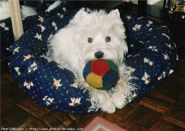 Photo de West highland white terrier