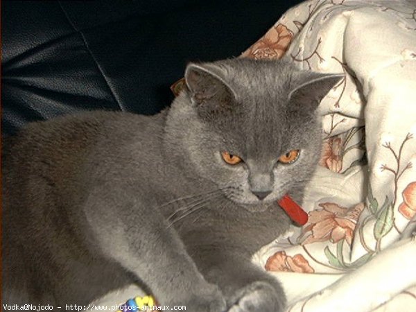 Photo de Chartreux