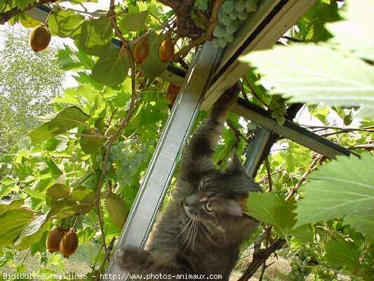 Photo de Chat domestique