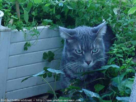 Photo de Chat domestique