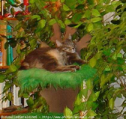 Photo de Chat domestique