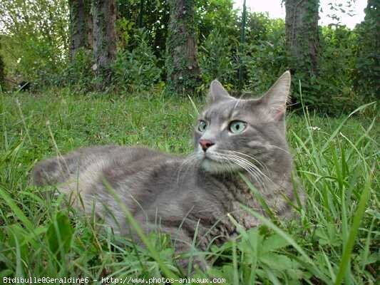 Photo de Chat domestique