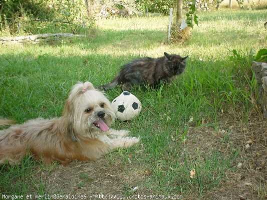 Photo de Races diffrentes