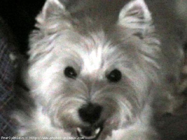 Photo de West highland white terrier