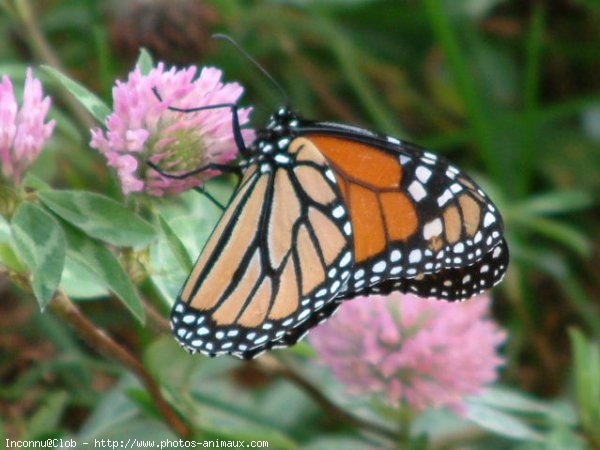 Photo de Papillon