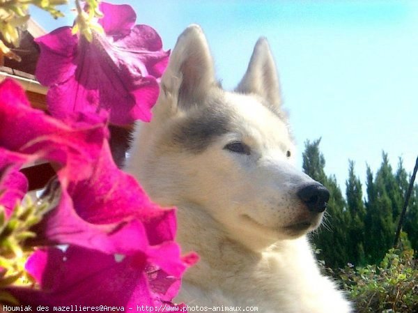 Photo de Husky siberien