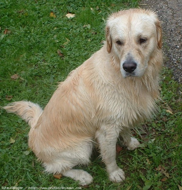 Photo de Golden retriever