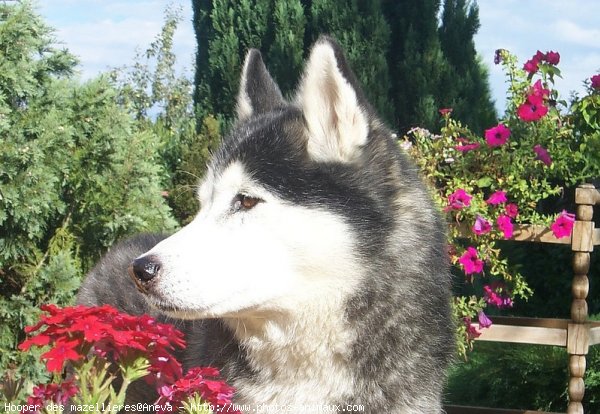 Photo de Husky siberien