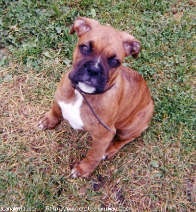 Photo de Boxer